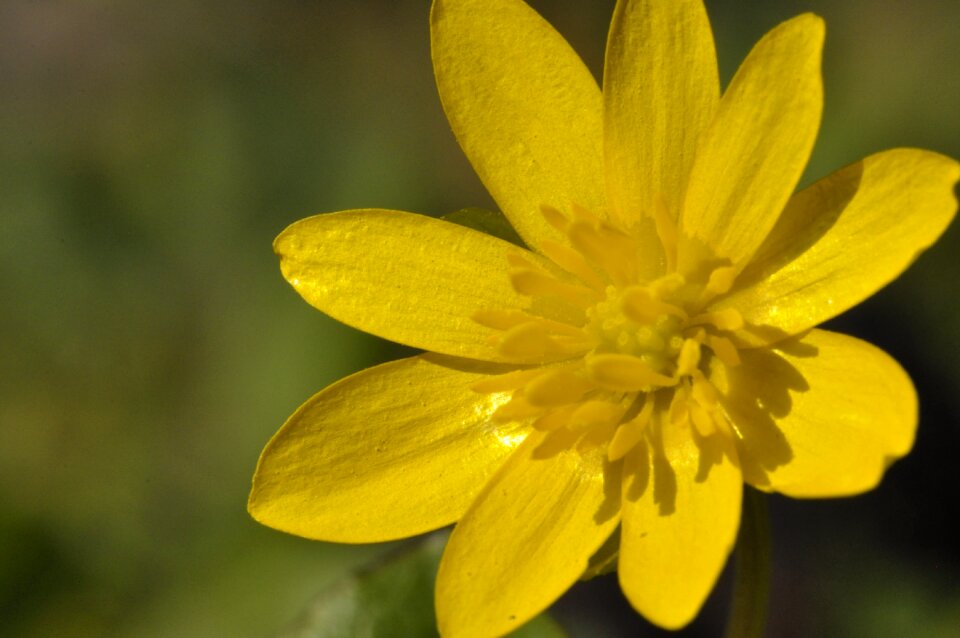 Bloom plant spring