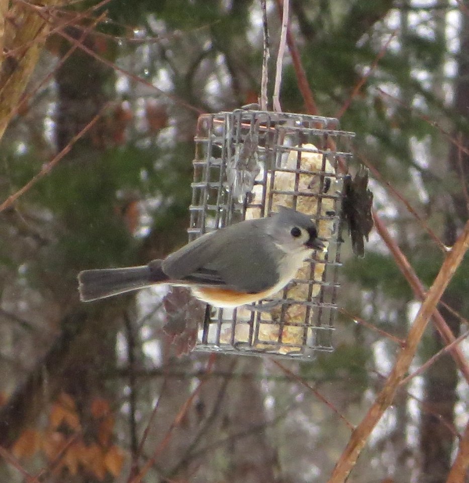 Tufted Titmouse Feeding
