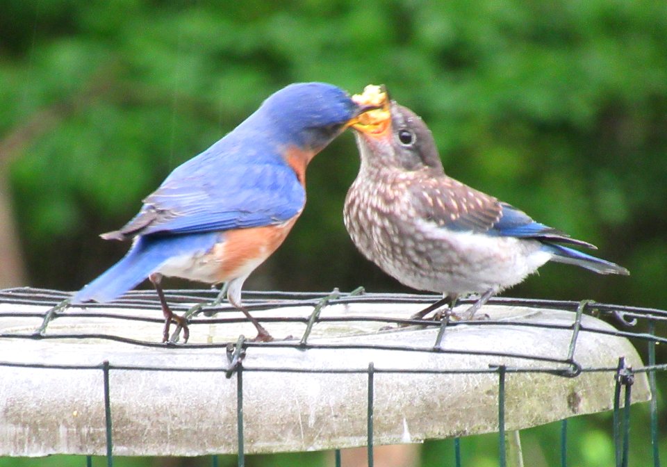 Feeding Baby Bluebird I