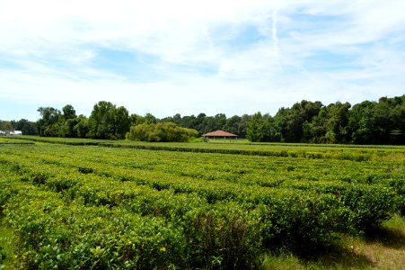 Charleston Tea Plantation photo