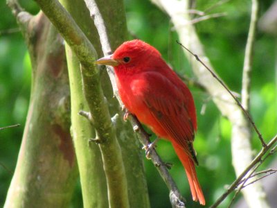 summer tanager male4 photo