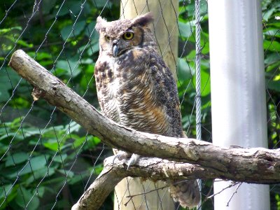 May owl photo