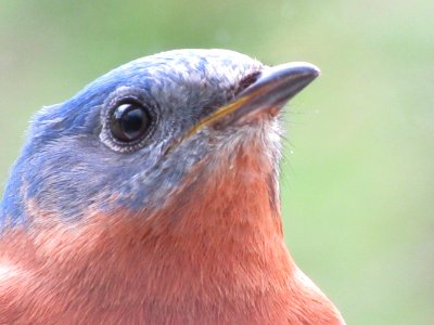 Closeup of Bluebird photo