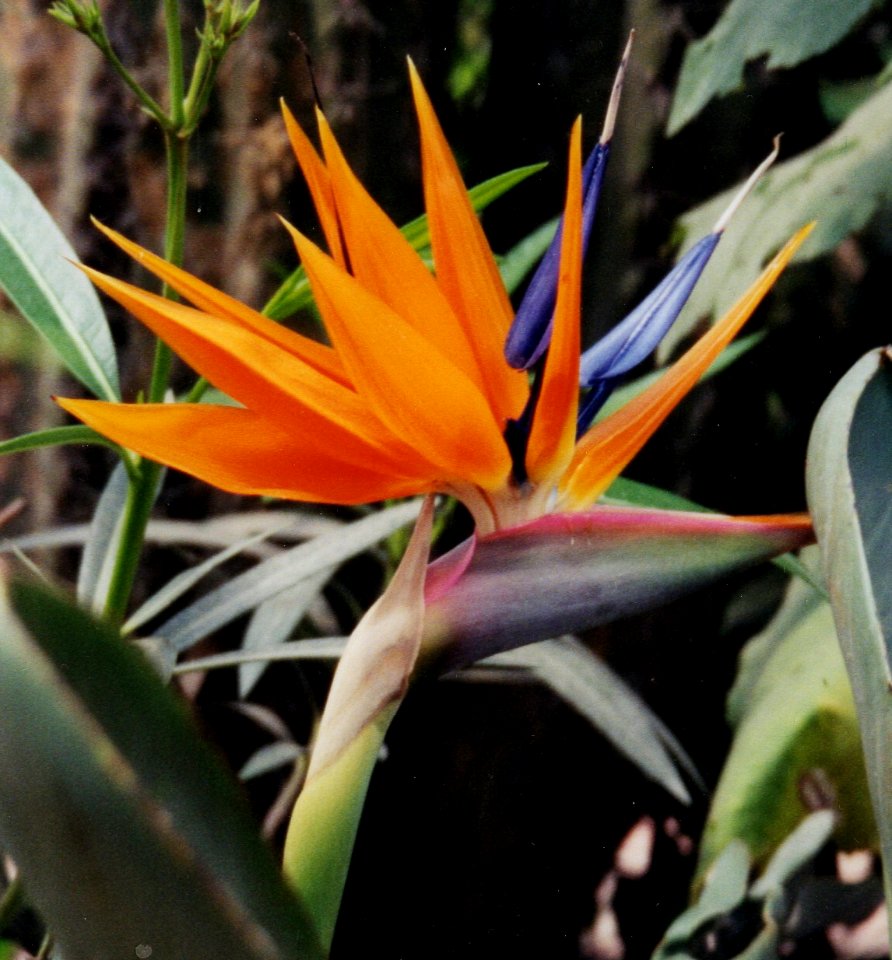 bel paradisio bird of paradise