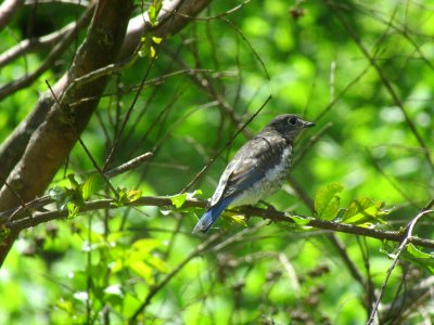 juvenile bluebird2