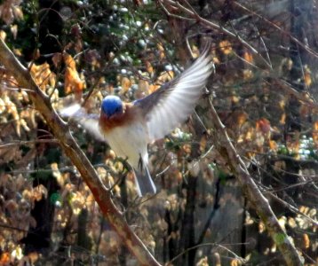 bird Bluebird in flight photo