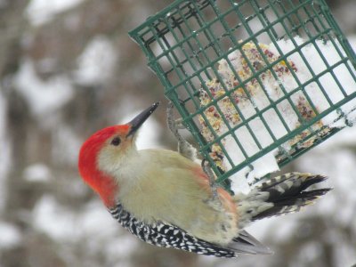 Red-Bellied Woodpecker at Suet photo