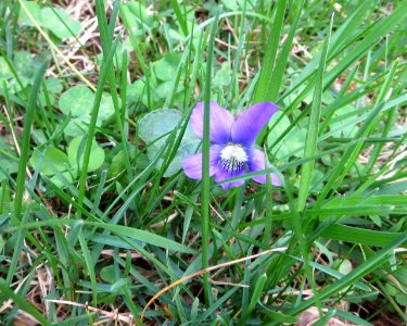 flora violet photo