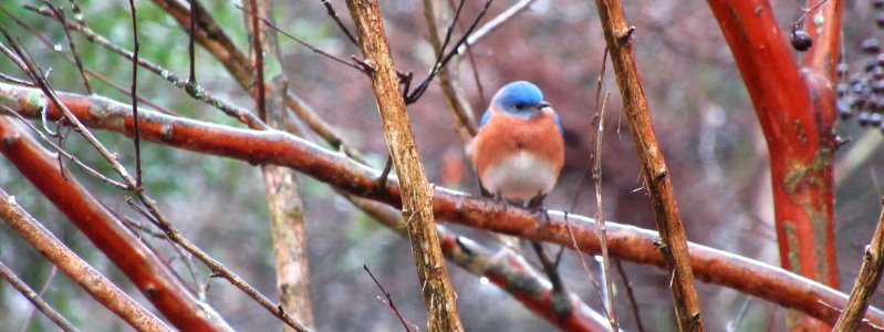 Beautiful Bluebird Male photo