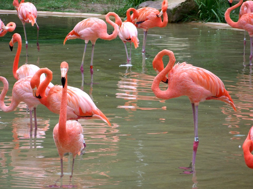 fauna flamingos
