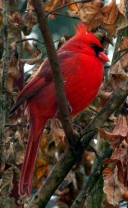 Cardinal in Fall photo