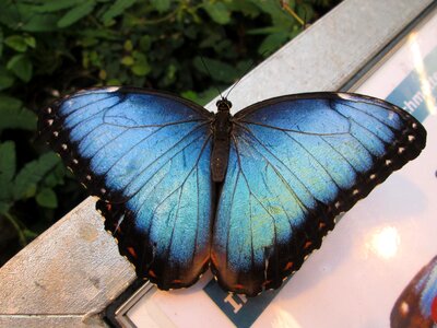 Blue morphofalter wing insect photo