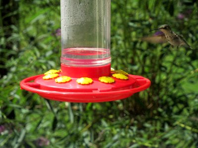 Hummingbird at Feeder photo