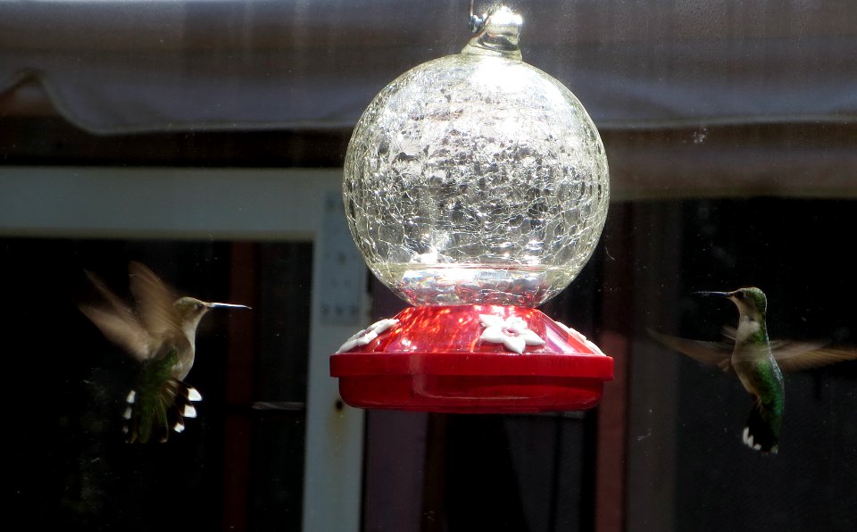 bird humingbirds at feeder2