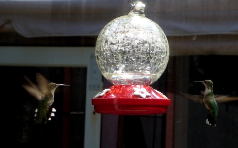 bird humingbirds at feeder2 photo