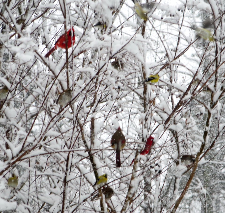 Tree Full of Birds in Snow