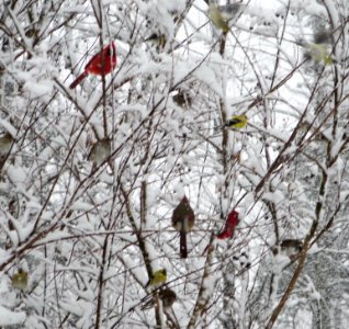 Tree Full of Birds in Snow