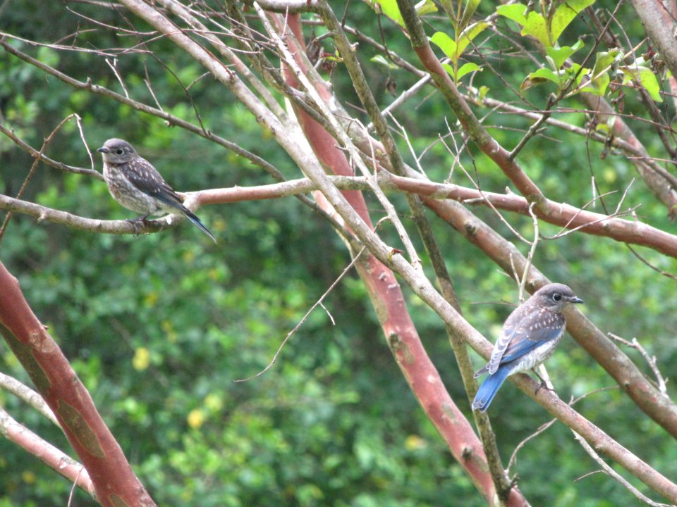 2 juvenile bluebirds