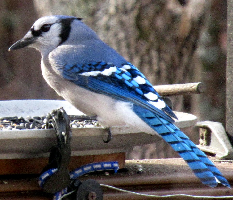 Blue Jay Back