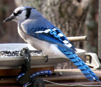 Blue Jay Back photo