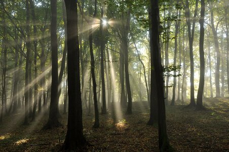 Light rays fog