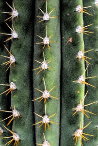 Thorns plant garden