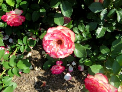 flora edged rose photo