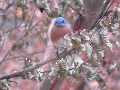 Bluebird with Soft Colors photo