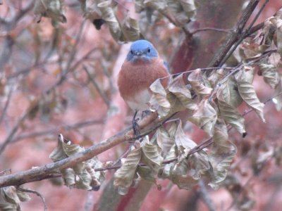 Bluebird with Soft Colors