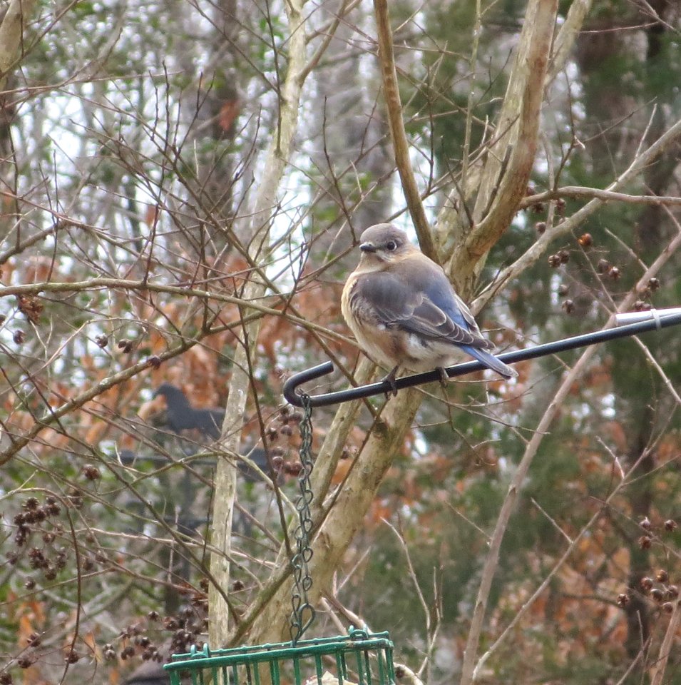 Fluffed Female Bluebird photo