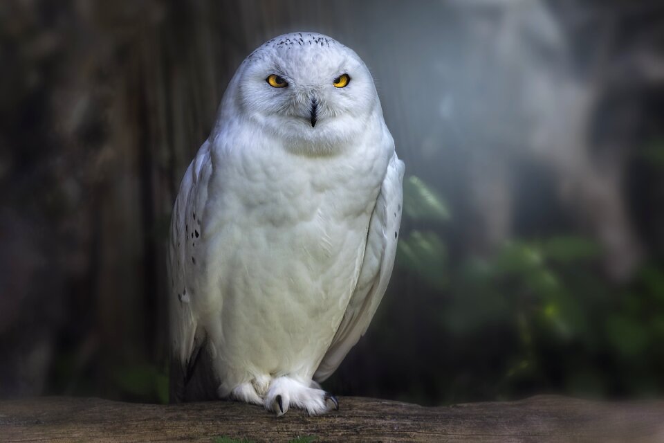 Animal world plumage bird portrait