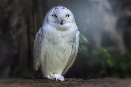 Animal world plumage bird portrait