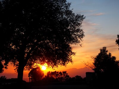 Tree romantic sunset