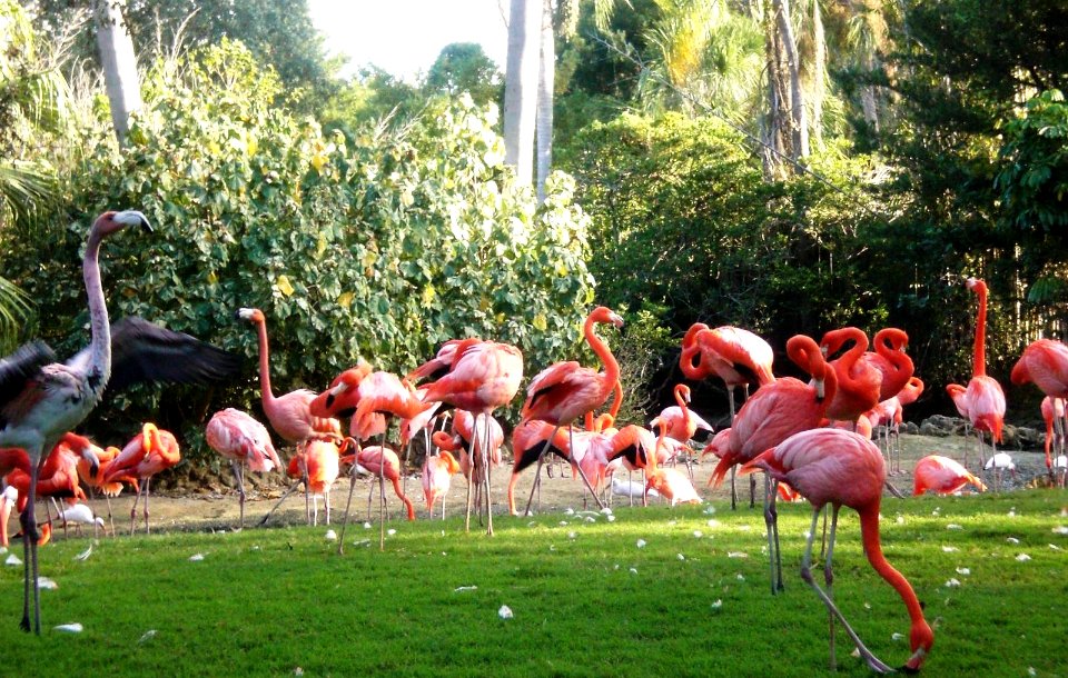Flamingo