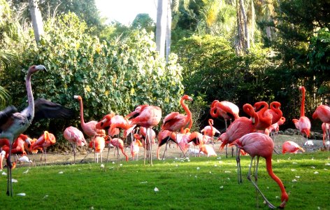 Flamingo