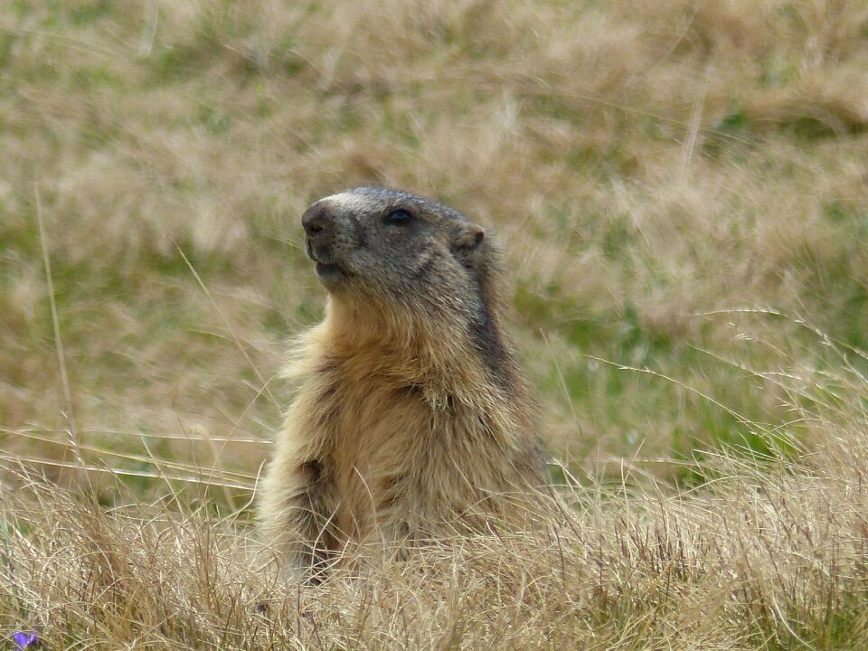 Marmot mountain fur