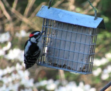 Downy Woodpecker at Suet photo