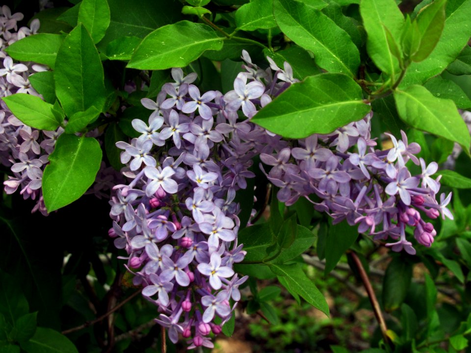 flora lilac