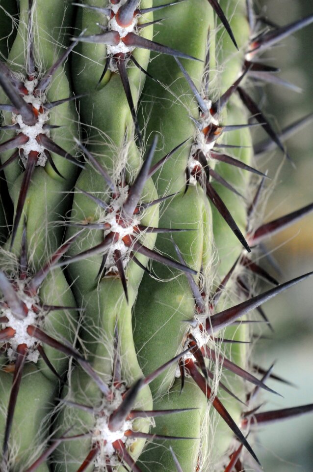 Thorns plant garden