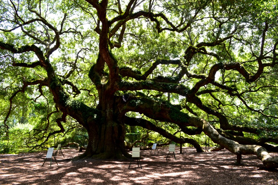 Angel Oak