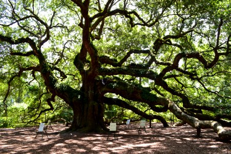 Angel Oak