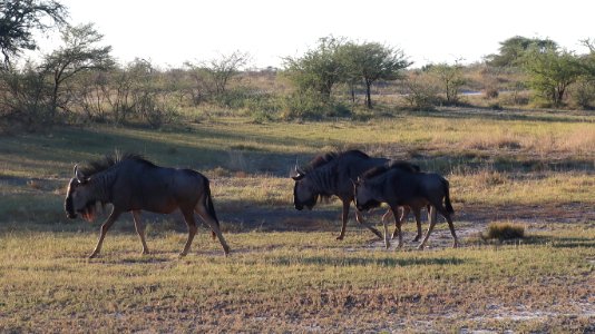 Wildebeests photo