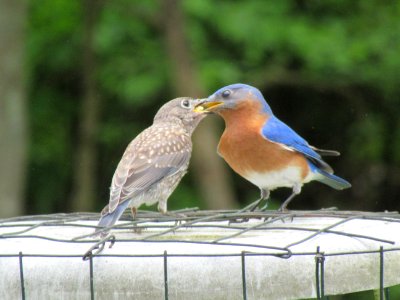 Feeding Baby Bluebird II photo