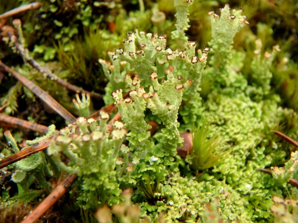 Forêt de navarre - Cladonia ramulosa