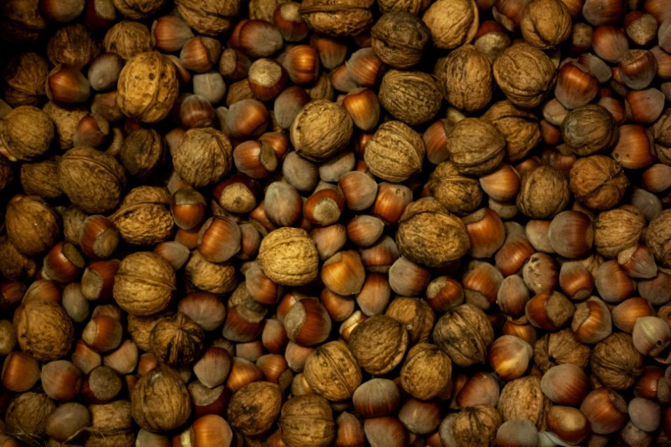 giveevig pictures-0005 nueces-avellanas-full-size