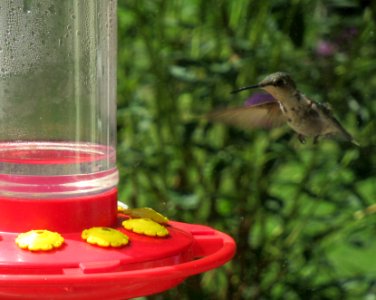 bird hovering by feeder photo