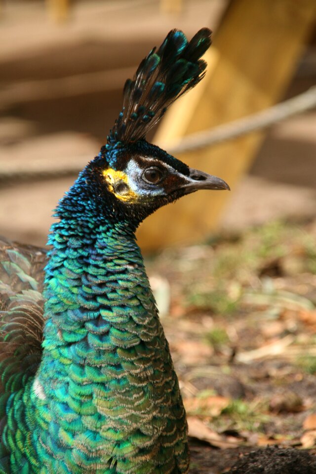 Color bird animals