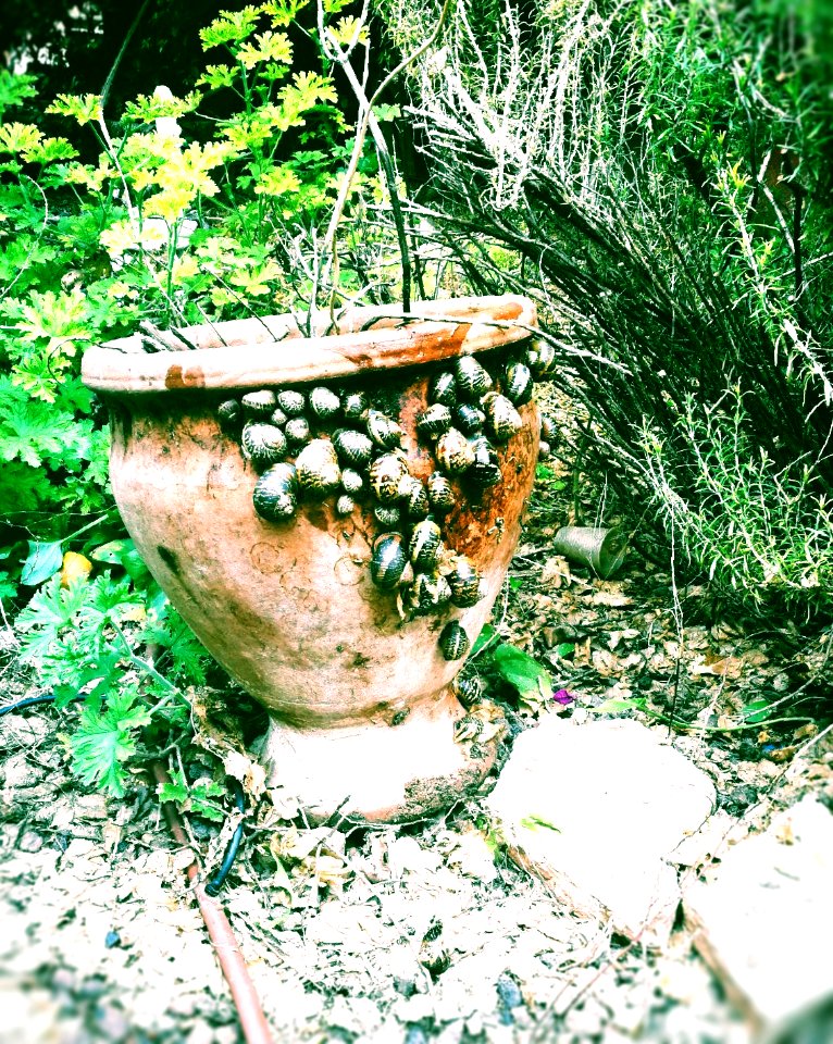 Snails camp