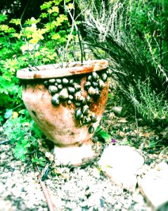 Snails camp