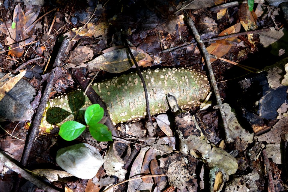 other hypertrophied lenticels 1 emerald isle woods ncwetlands AM (19)